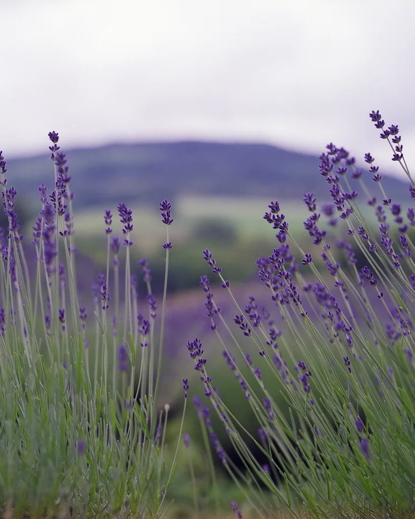 Soft lavender sprigs against a misty green hillside