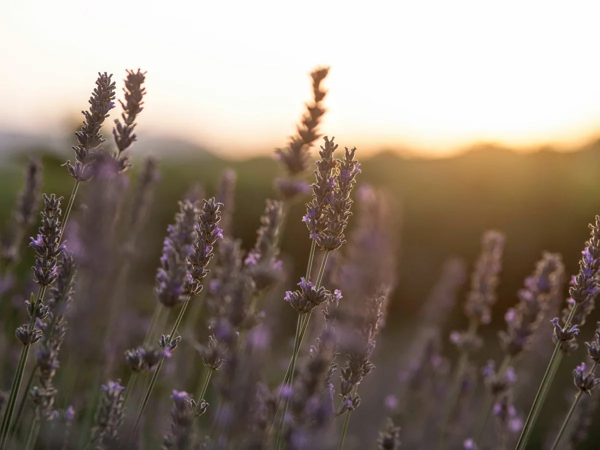 Lavender blooms glowing in the warm light of sunrise